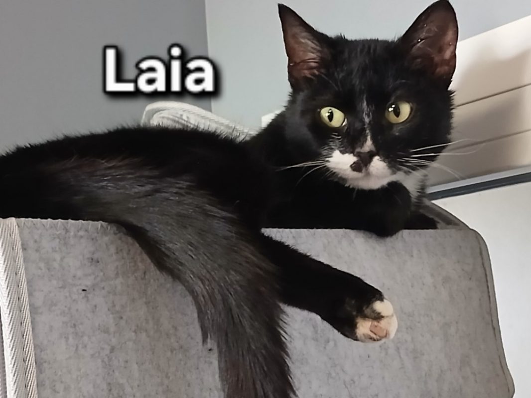 Laia - Chat Européen à adopter - photo 2