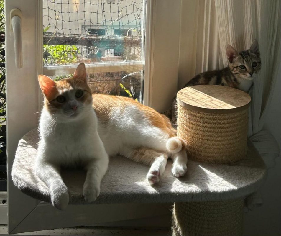 Miki & Mila - Chat à adopter - photo 6