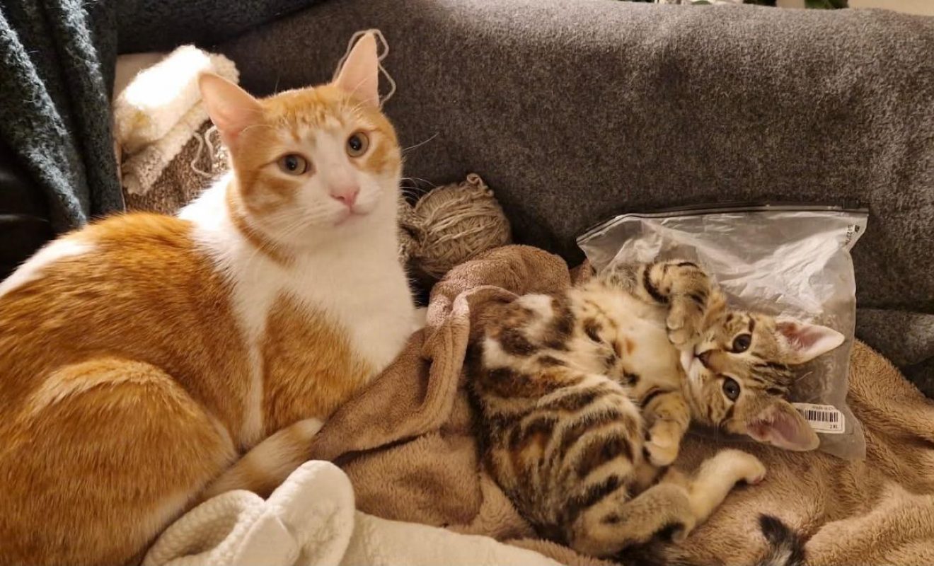 Miki & Mila - Chat à adopter