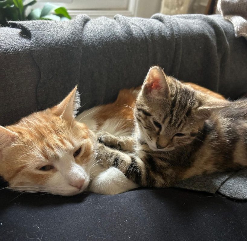 Miki & Mila - Chat à adopter - photo 4