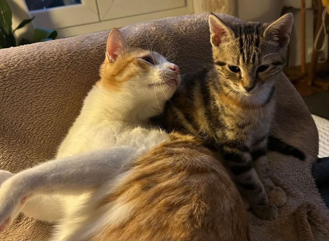 Miki & Mila - Chat à adopter - photo 2