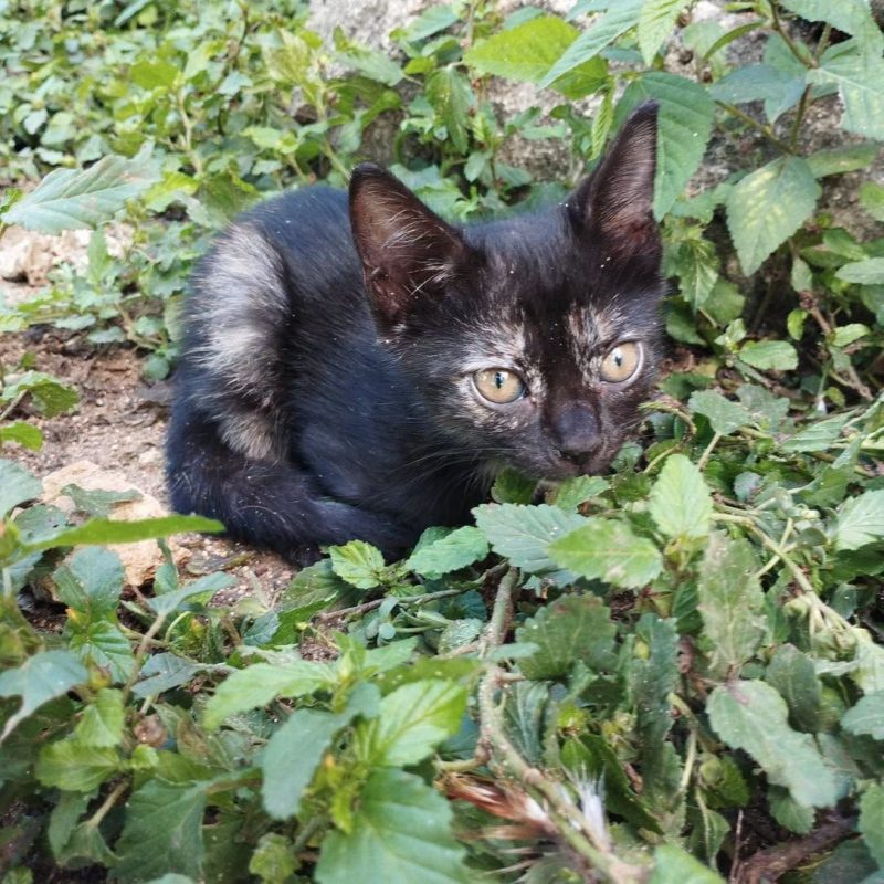 BEBE - Chat Européen à adopter - photo 7