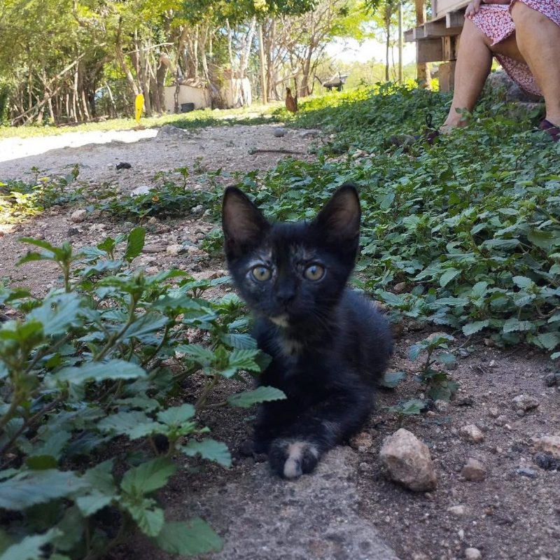 BEBE - Chat Européen à adopter - photo 6