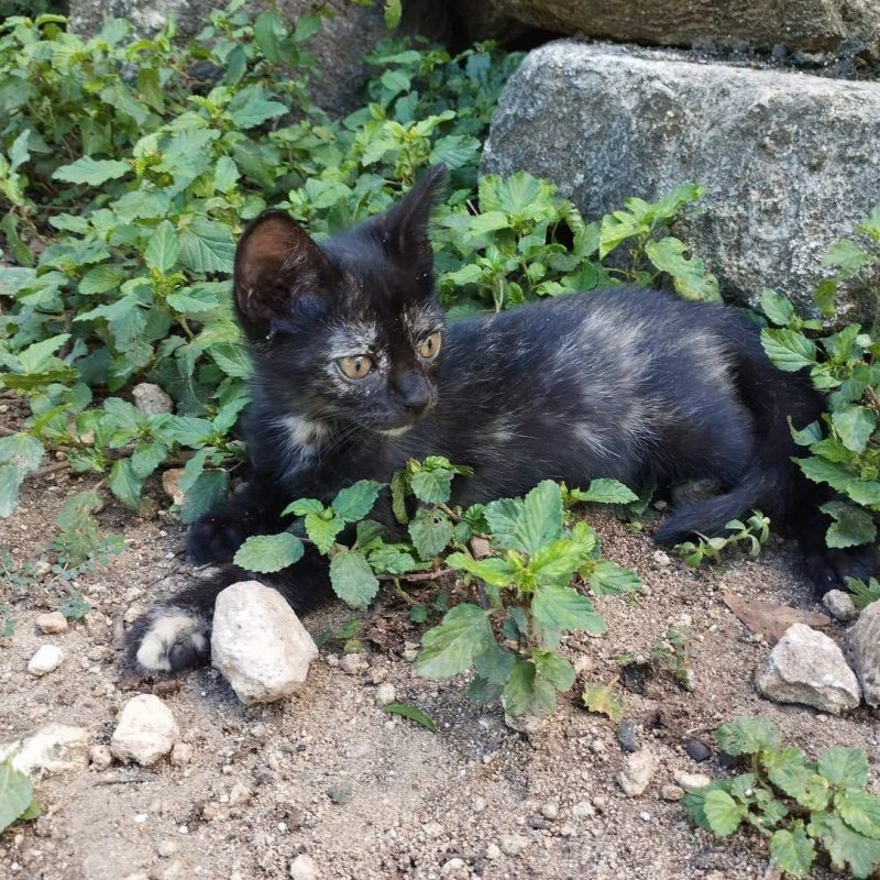 BEBE - Chat Européen à adopter - photo 2