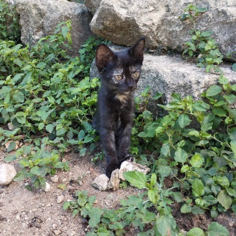 BEBE - Chat Européen à adopter - photo 3