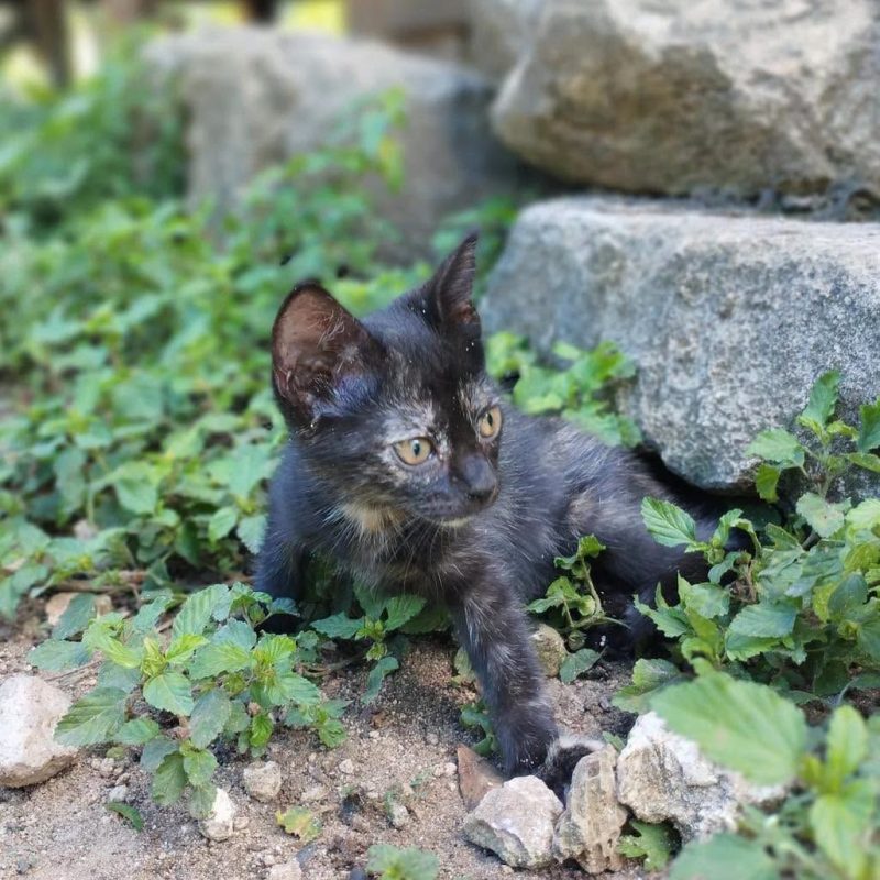 BEBE - Chat Européen à adopter - photo 4