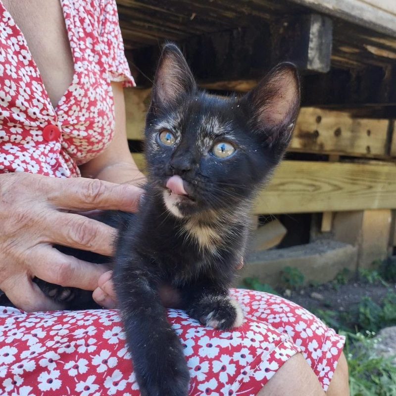 BEBE - Chat Européen à adopter - photo 5