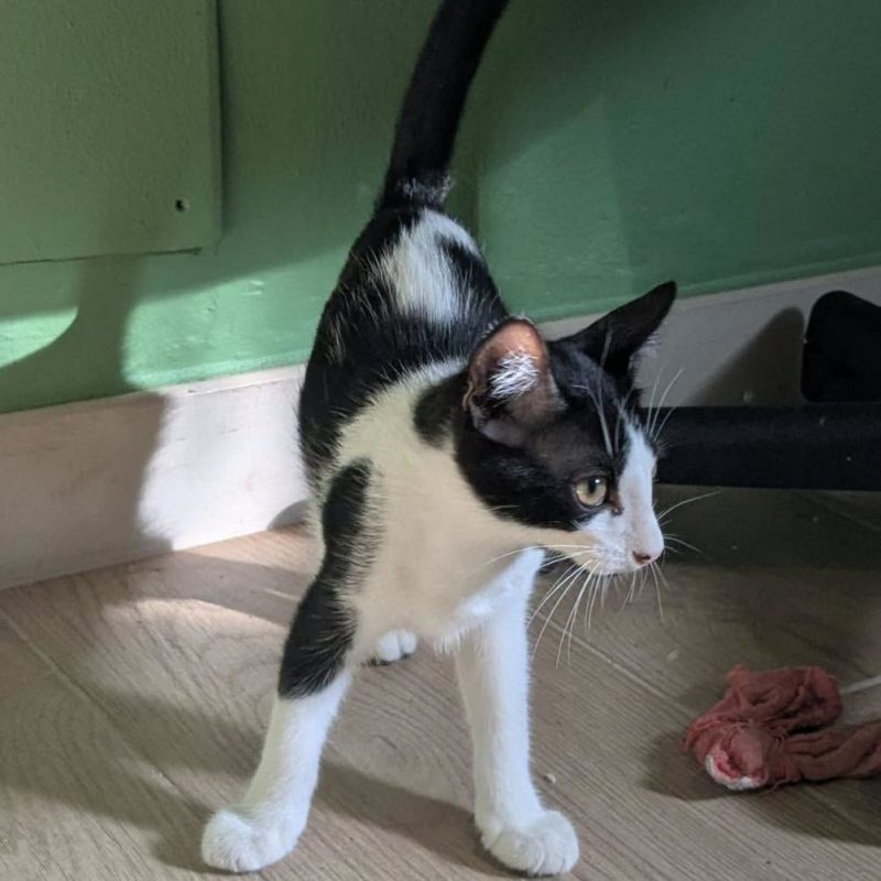 RAMSES - Chat Européen à adopter - photo 4