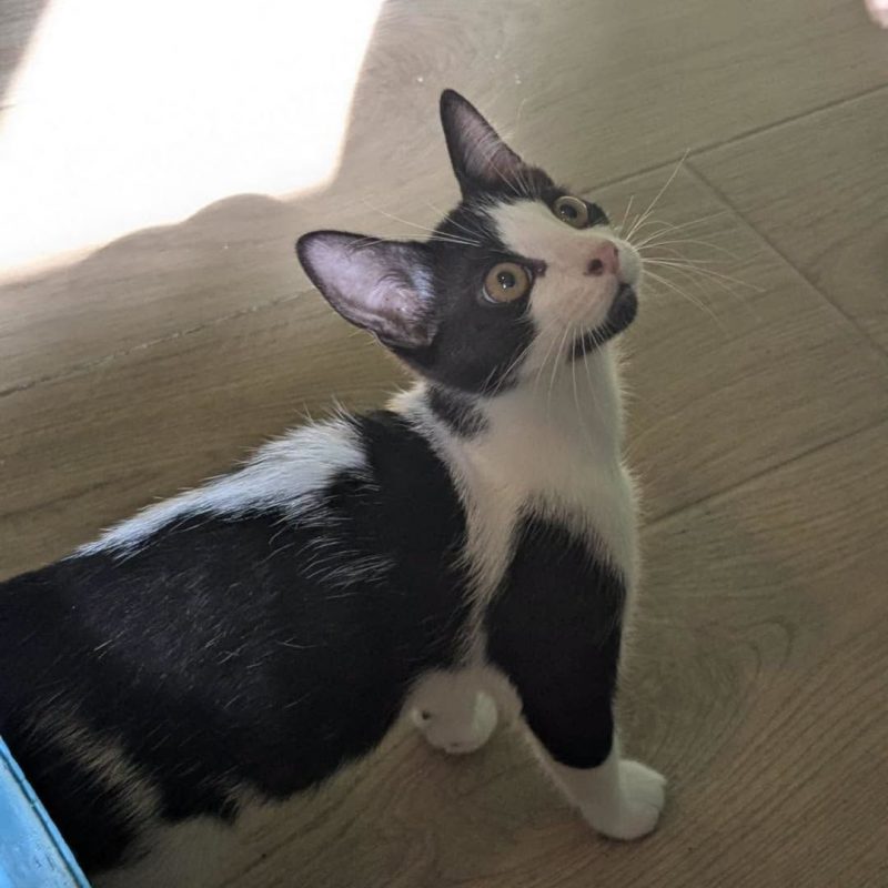 RAMSES - Chat Européen à adopter - photo 2