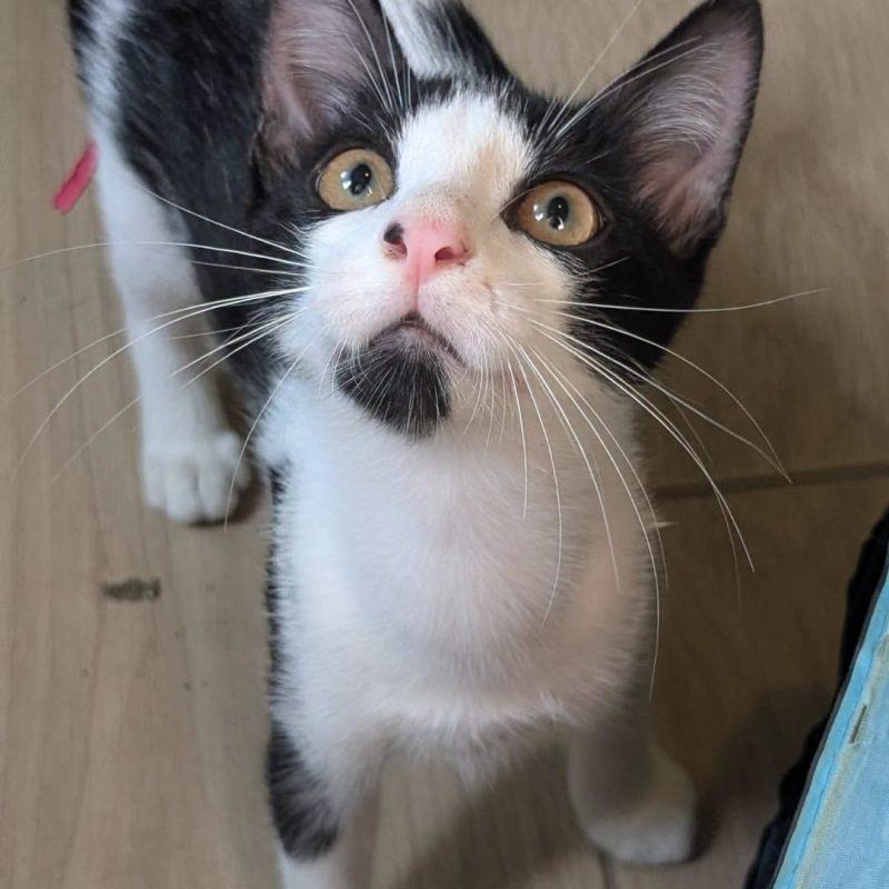 RAMSES - Chat Européen à adopter - photo 3