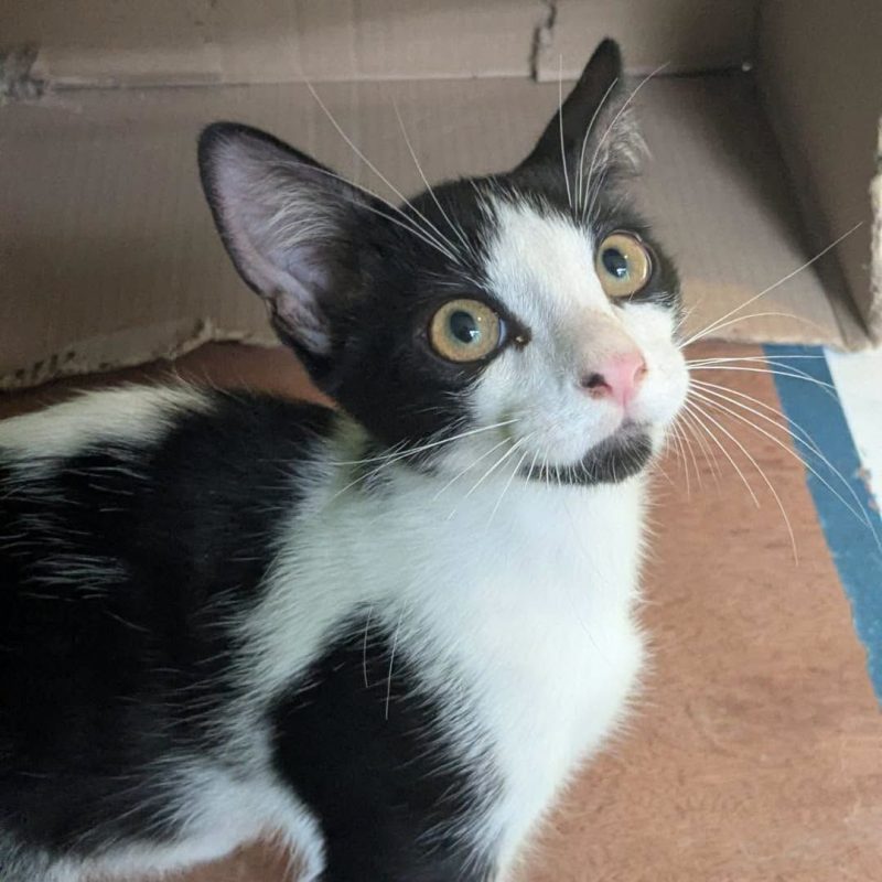 RAMSES - Chat Européen à adopter - photo 6