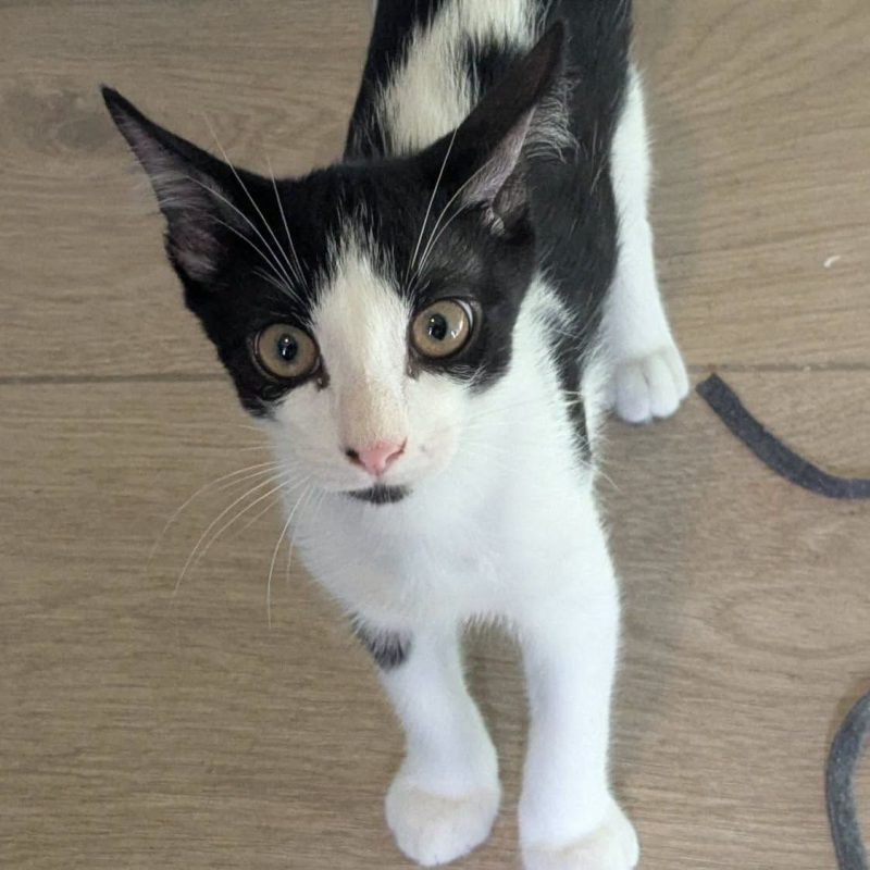 RAMSES - Chat Européen à adopter - photo 5