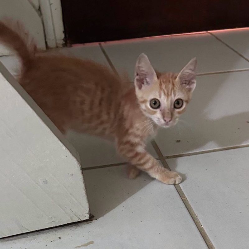 BERLIOZ - Chat Européen à adopter - photo 6