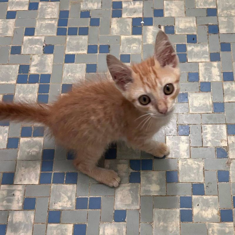BERLIOZ - Chat Européen à adopter - photo 5