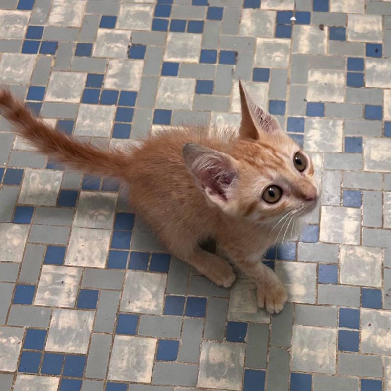 BERLIOZ - Chat Européen à adopter - photo 2