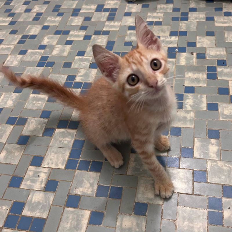 BERLIOZ - Chat Européen à adopter - photo 3