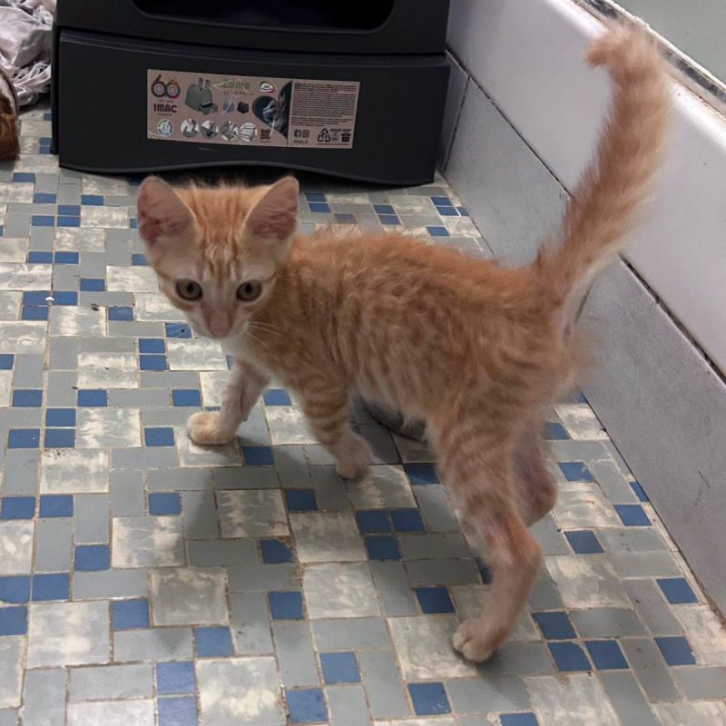 BERLIOZ - Chat Européen à adopter - photo 4