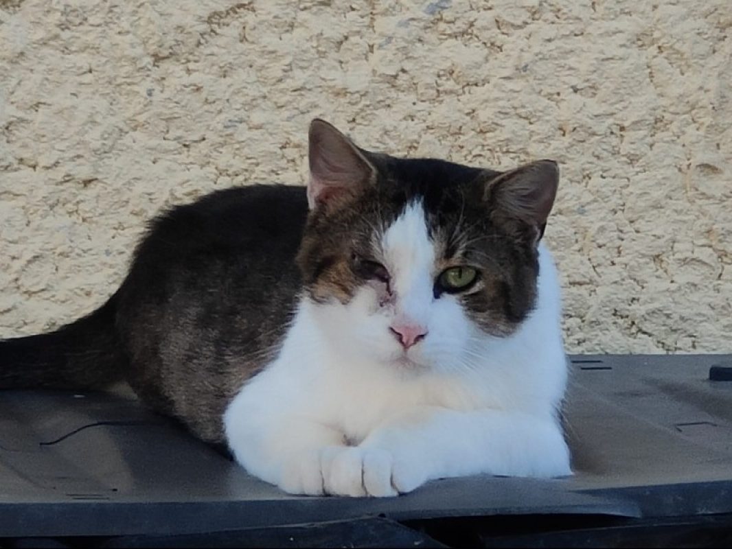Marley - Chat Européen à adopter