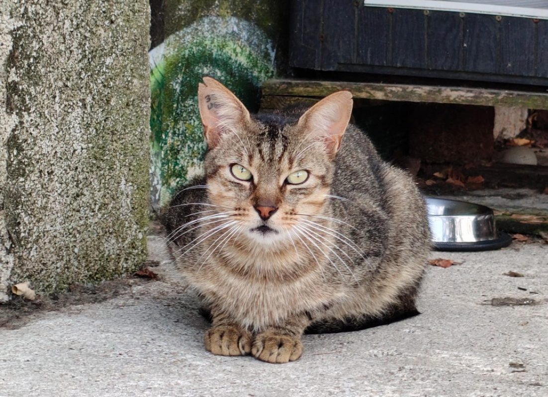 Aegee dit rasta - Chat Européen à adopter