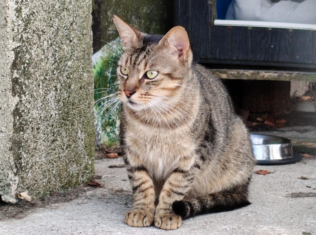 Aegee dit rasta - Chat Européen à adopter - photo 2