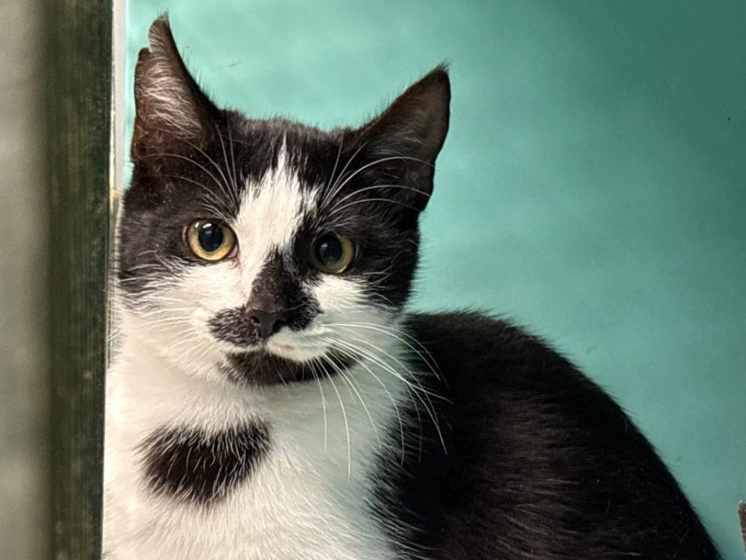 Marlon - Chat Européen à adopter