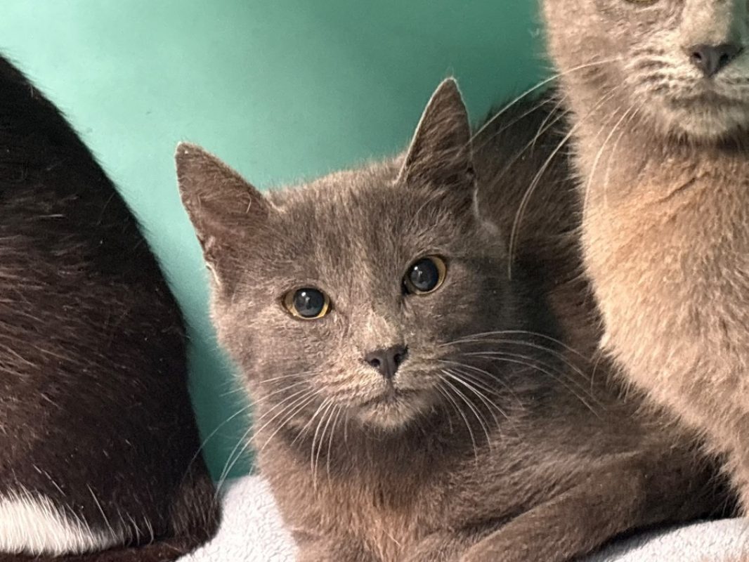 Jackson - Chat Européen à adopter