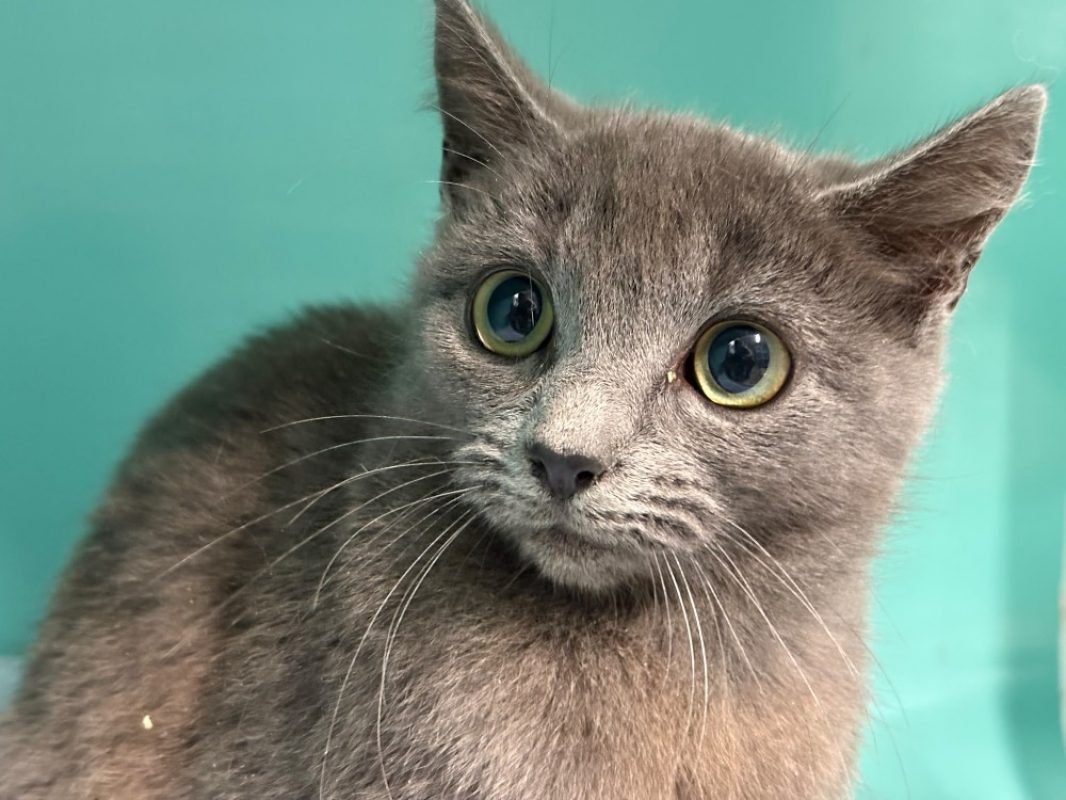 Janet - Chat Européen à adopter