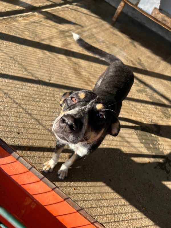 SAMI - Chien à adopter