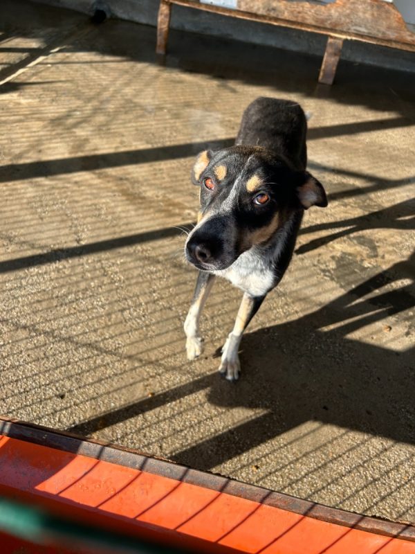 SAMI - Chien à adopter - photo 2