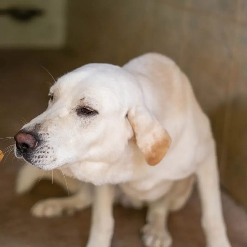 FITO - Chien à adopter