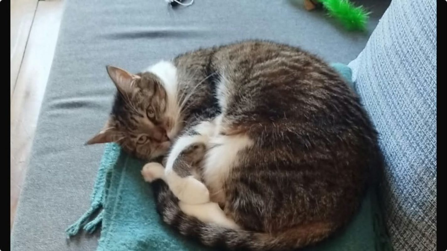 Faye - Chat Européen à adopter - photo 5