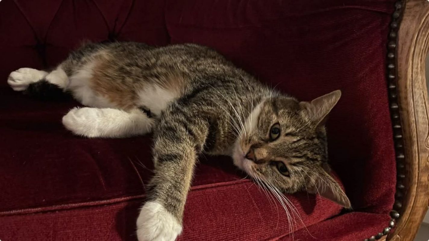 Faye - Chat Européen à adopter