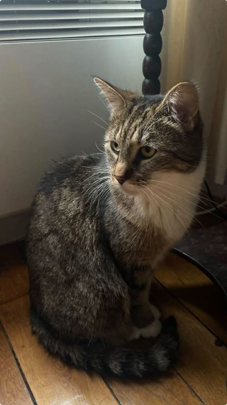 Faye - Chat Européen à adopter - photo 4