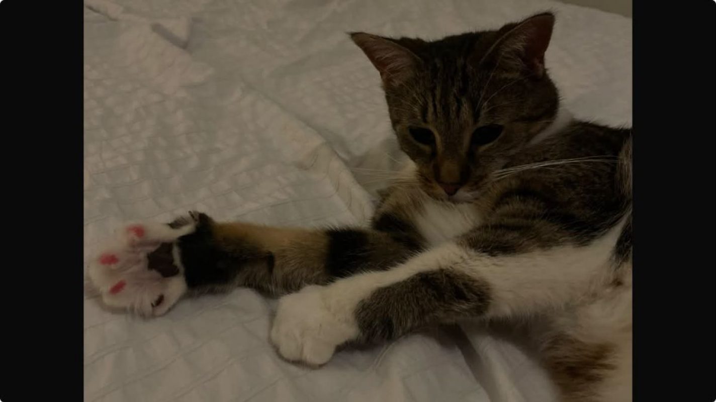 Faye - Chat Européen à adopter - photo 2