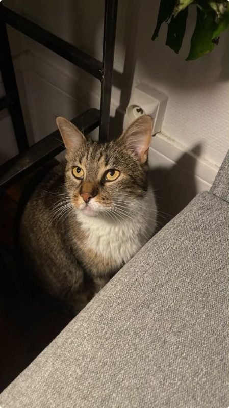 Faye - Chat Européen à adopter - photo 6