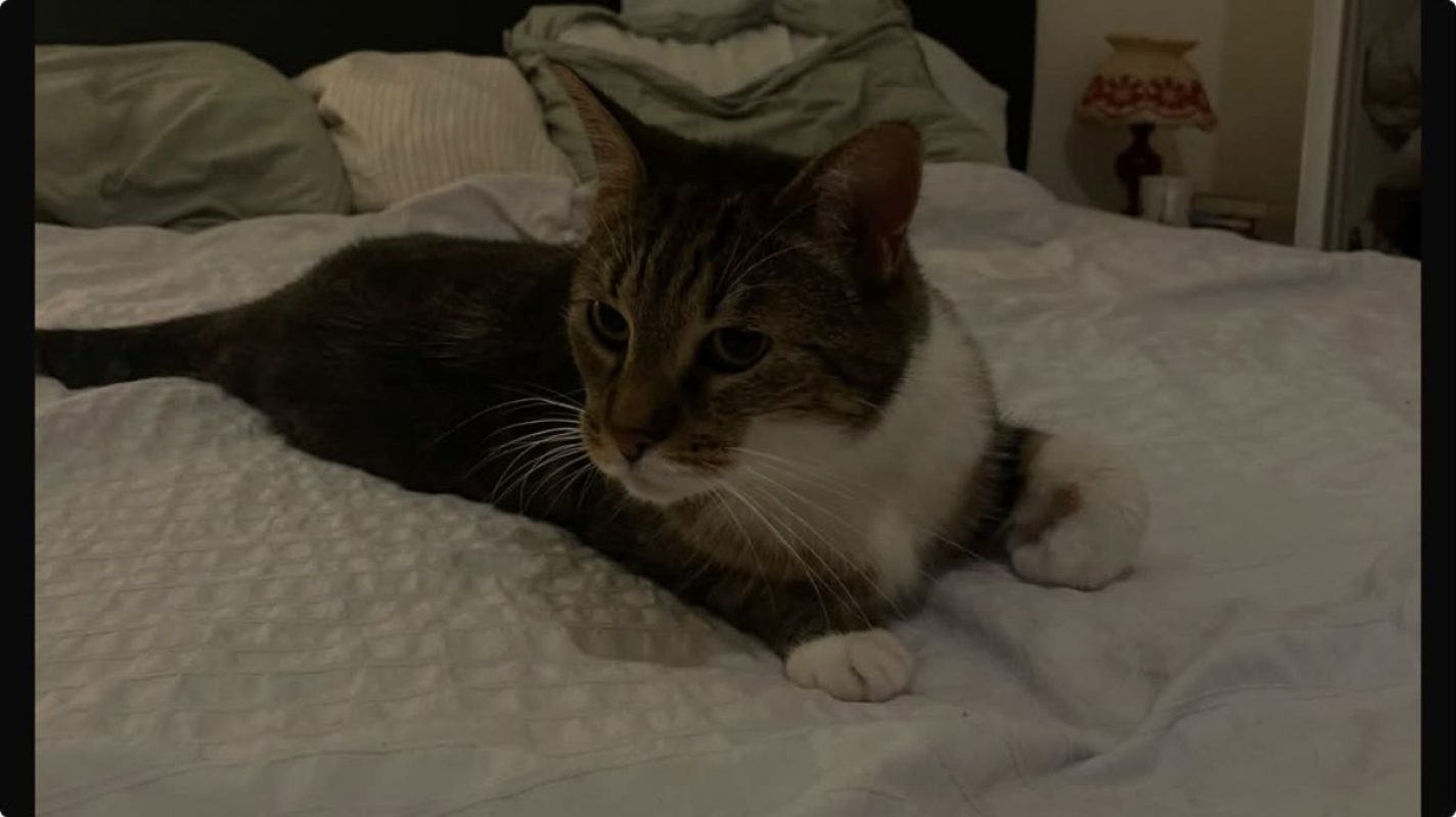 Faye - Chat Européen à adopter - photo 3