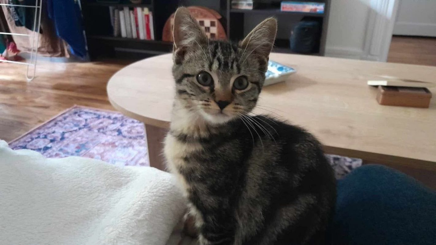 Jumbo - Chat Européen à adopter - photo 5