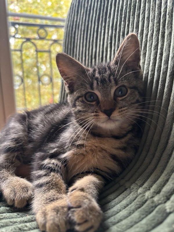 Jumbo - Chat Européen à adopter