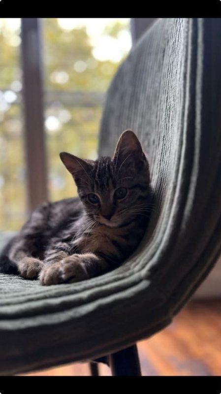 Jumbo - Chat Européen à adopter - photo 3