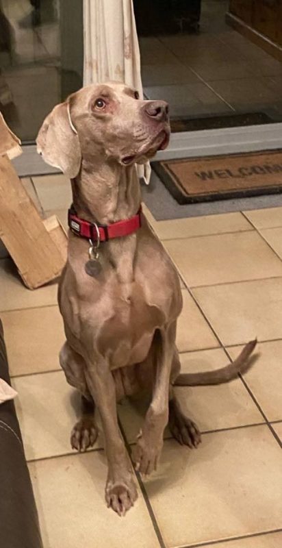 Nami - Chien Braque de Weimar à adopter