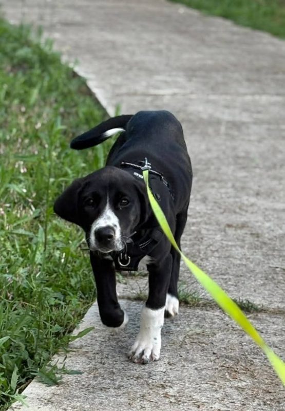 Belly - Chien à adopter - photo 5