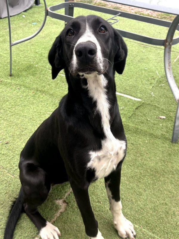Belly - Chien à adopter