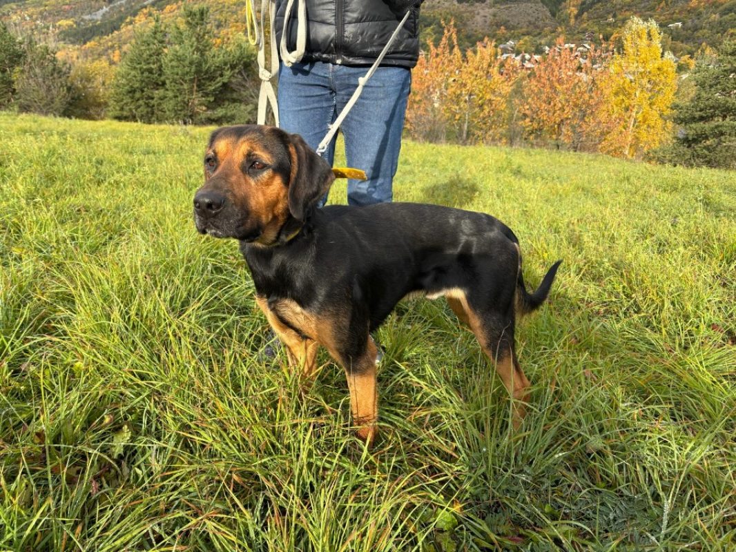 Pango - Chien Beagle à adopter