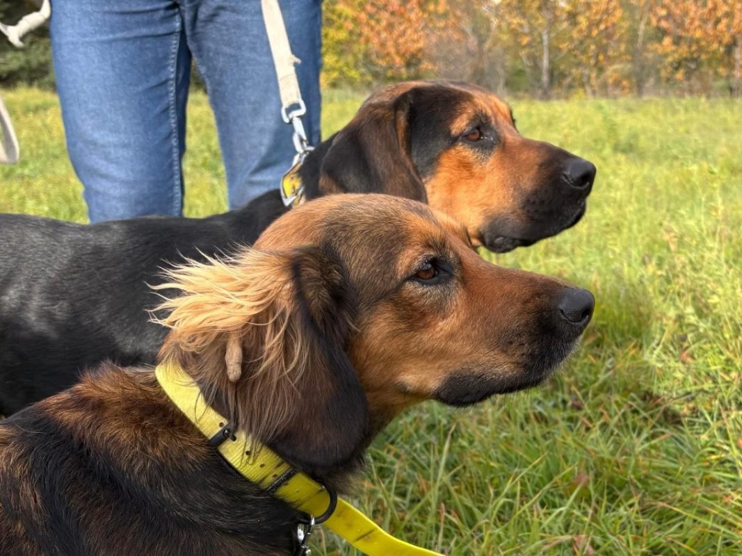 Pango - Chien Beagle à adopter - photo 2