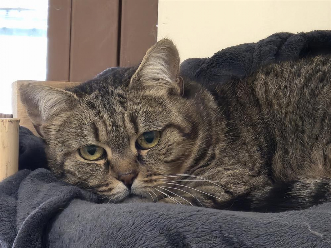 Photo #1 de Chouette