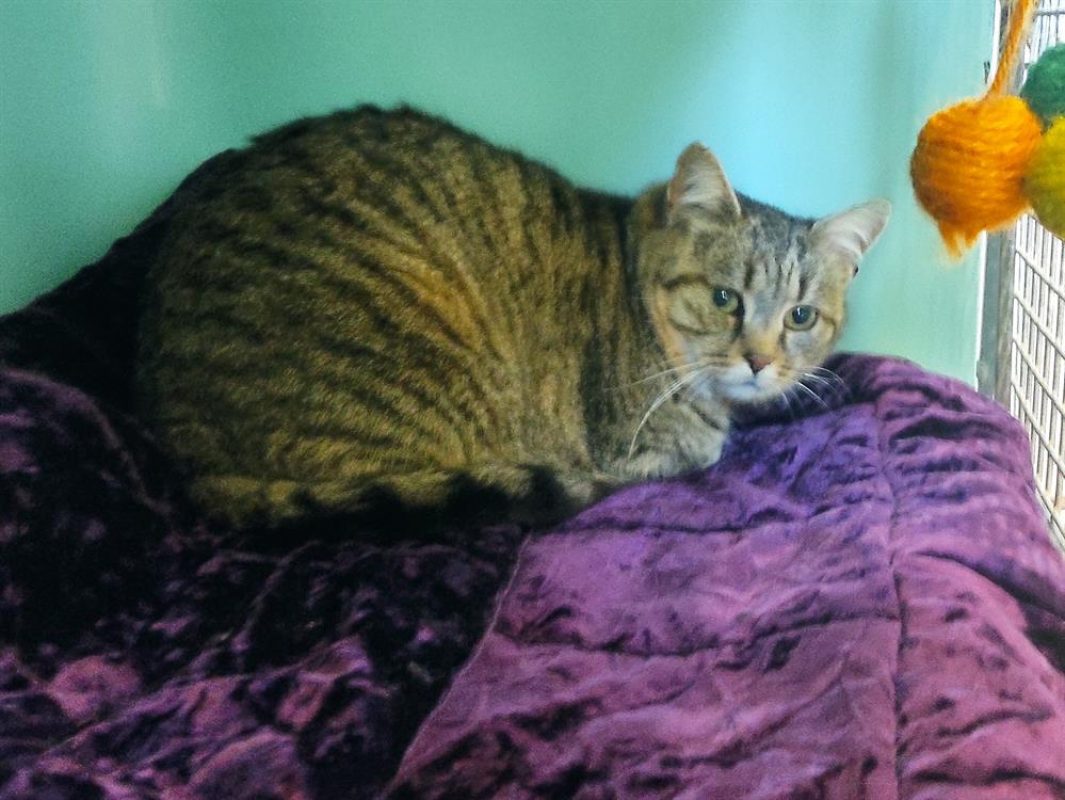 Photo #2 de Chouette