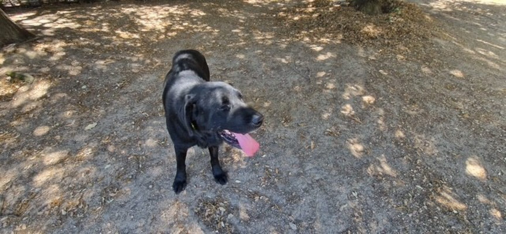 Nala - Chien à adopter