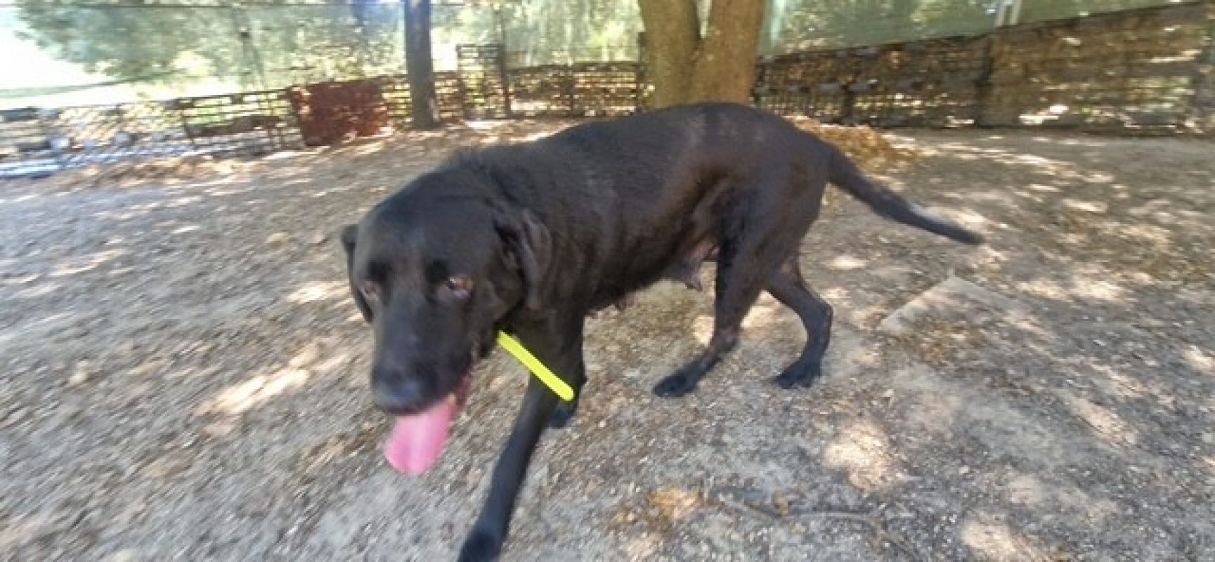 Nala - Chien à adopter - photo 3