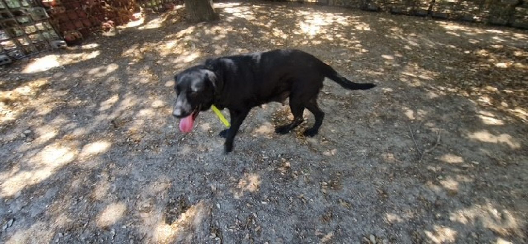 Nala - Chien à adopter - photo 4