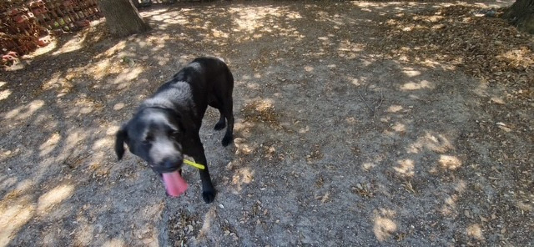 Nala - Chien à adopter - photo 5